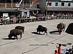 Pullmann City Harz, Wild West Show