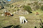 Lamas in Chivay